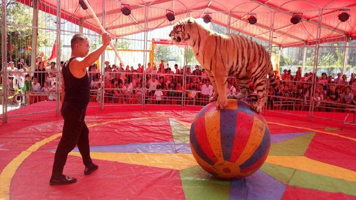 馬戲團(tuán)表演公司大型馬戲團(tuán)精彩演出馬戲團(tuán)表演出租