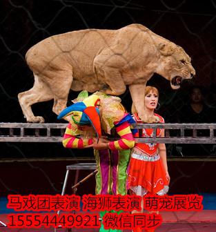 馬戲團(tuán)暖場(chǎng)_海獅_企鵝展覽_羊駝_山東恒鑫動(dòng)物租賃 - 商國(guó)互聯(lián)網(wǎng)