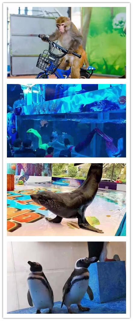 郴州市馬戲團表演出租