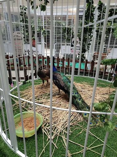 馬戲團精彩表演租賃雙灤區合作流程