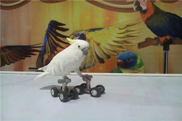 華縣馬戲團表演出租流程電話