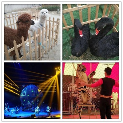 海獅表演租賃九江---海獅表演租賃兩天多少錢