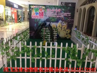 調兵山市專業出租動物展 海獅表演租賃價格(資源豐富)