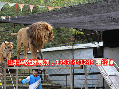 孝感市|海獅表演-出租企鵝。-企匯網