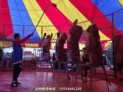 【帶家人來觀看馬戲團(tuán)出租北海市】詢價(jià)單