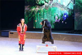 百鳥展出租山東省2019暖場活動資源