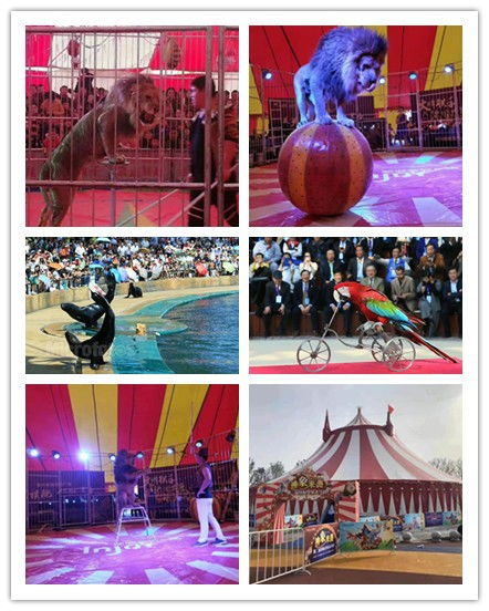 麗江出租美人魚表演合作流程