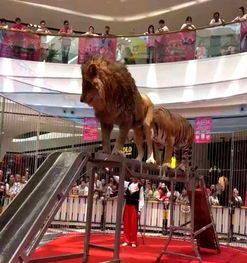 哪里有租賃馬戲團的家租賃價格