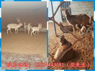 哈巴河縣出租海獅表演、、