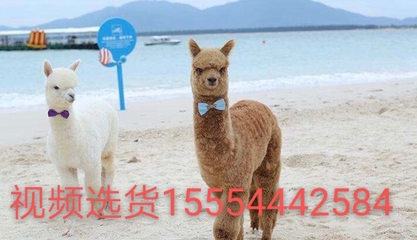 寵物羊駝 廣東羊駝出市場價格 傷亡包賠一只起批 萌寵租賃景區(qū)展覽羊駝