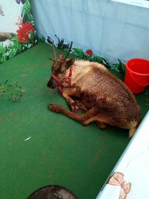 鐵嶺西豐演出租賃馬戲團美人魚