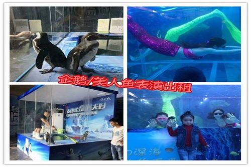 春節(jié)馬戲團出租七天演出費用