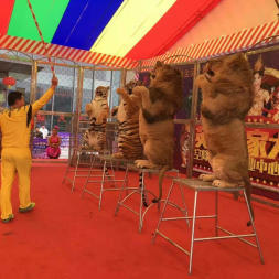 合肥演出演藝節(jié)目表演 馬戲團租賃 海洋生物表演出租