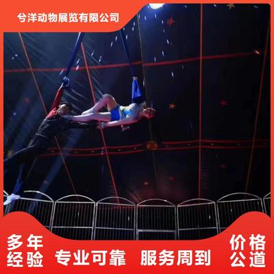 馬戲團/羊駝_海洋展租賃效果滿意為止