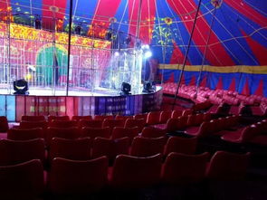 出租馬戲團(tuán)表演的動(dòng)物暖場(chǎng)表演出租