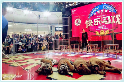 馬戲團(tuán)演出表演出租皇家大型馬戲團(tuán)演出團(tuán)隊(duì)活動(dòng)案例分