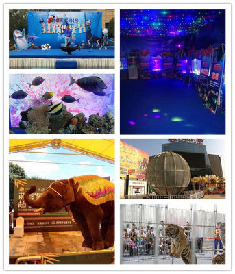 合作市萌寵羊駝出租馬戲團(tuán)表演