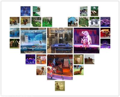 本地大象羊駝出租矮馬租賃,馬戲團(tuán)商演,百鳥園展覽聯(lián)系方式