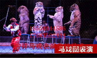 鎮(zhèn)平專業(yè)環(huán)球飛車馬術表演出租租賃馬戲表演