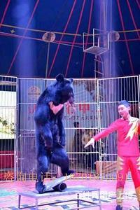 馬戲團表演資源馬戲團表演出租環(huán)球飛車特技表演