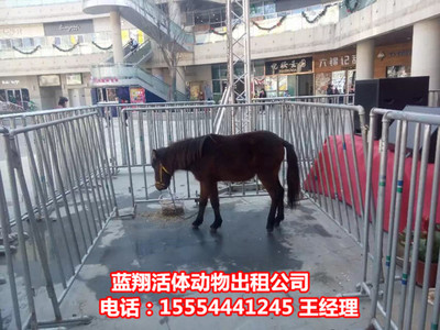 出租活體企鵝出租馬戲團(tuán)福建省 。