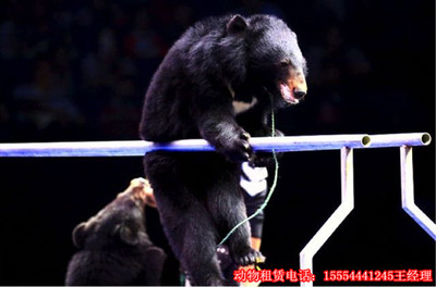 精彩馬戲團(tuán)表演出租(節(jié)目單有什么)