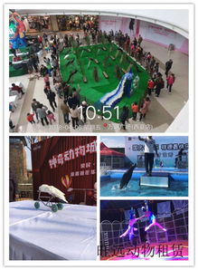 張家界市海獅表演出租企鵝合作方式