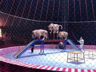 無錫環球飛車出租附近馬戲團資源