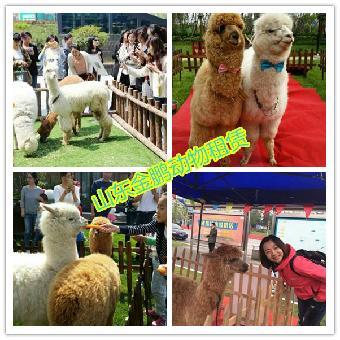 杭州市馬戲團表演出租 鸚鵡表演租賃_志趣網