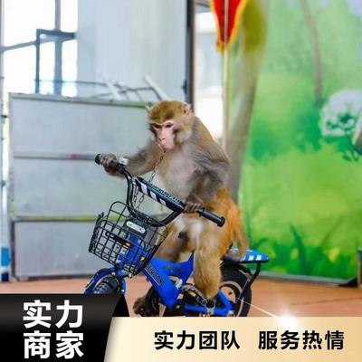 馬戲團表演租賃公司暖場活動