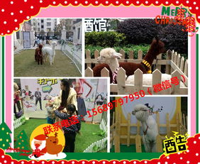 馬戲團表演出租六安市