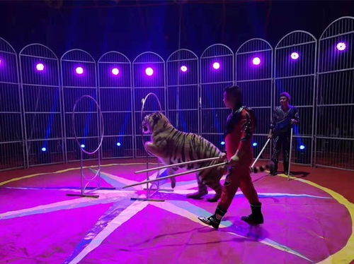 專業(yè)動(dòng)物表演公司