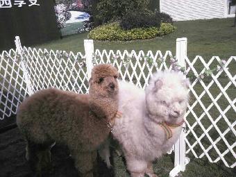 福州市馬戲團表演出租 鸚鵡表演租賃_志趣網