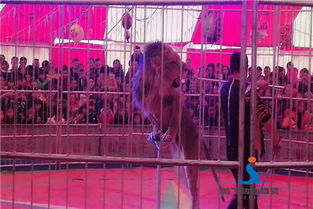 廣元市哪里出租馬戲團表演信譽商家