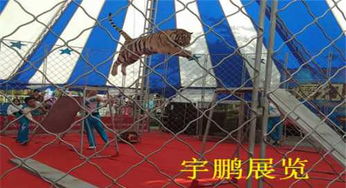 青海海南州馬戲團獅子老虎表演出租演出費多少錢