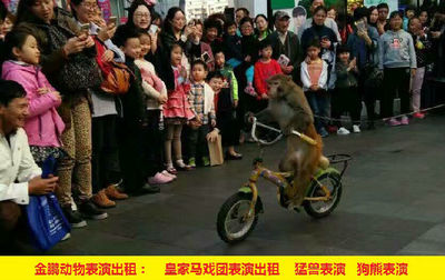 黃石市馬戲團表演出租 人員雜技表演動物展覽