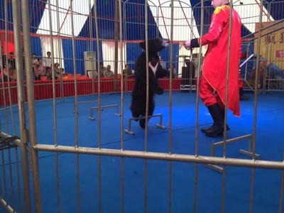 大型馬戲團表演租賃環(huán)球飛車公司節(jié)目表演出租馬戲團價 馬戲團表演出租