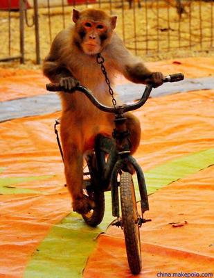 馬戲藝術節(jié)馬戲團表演馬戲團商演出租用