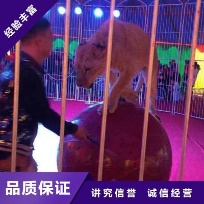 【馬戲團(tuán)/羊駝-馬戲團(tuán)表演出租租賃高性價(jià)比】