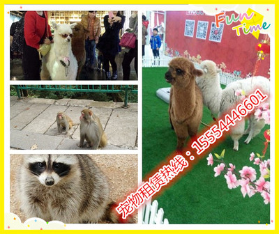 澳洲進(jìn)口羊駝、矮馬哪里有賣的、武穴市_動(dòng)物表演出租_馬戲團(tuán)動(dòng)物表演_羊駝租賃_山東金鵬珍禽養(yǎng)殖場(chǎng) - 商國(guó)互聯(lián)網(wǎng)