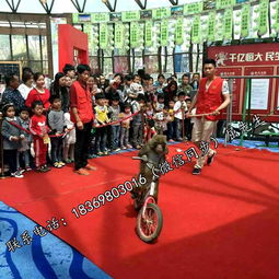 百鳥(niǎo)展與冰雕展租賃服務(wù)：鸚鵡表演及冰雕展出的專業(yè)租借指南